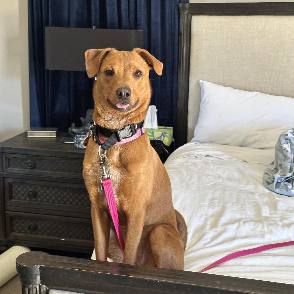 Enlarge Michi, a Adoptable Mixed Breed in Prescott, AZ image 5/6