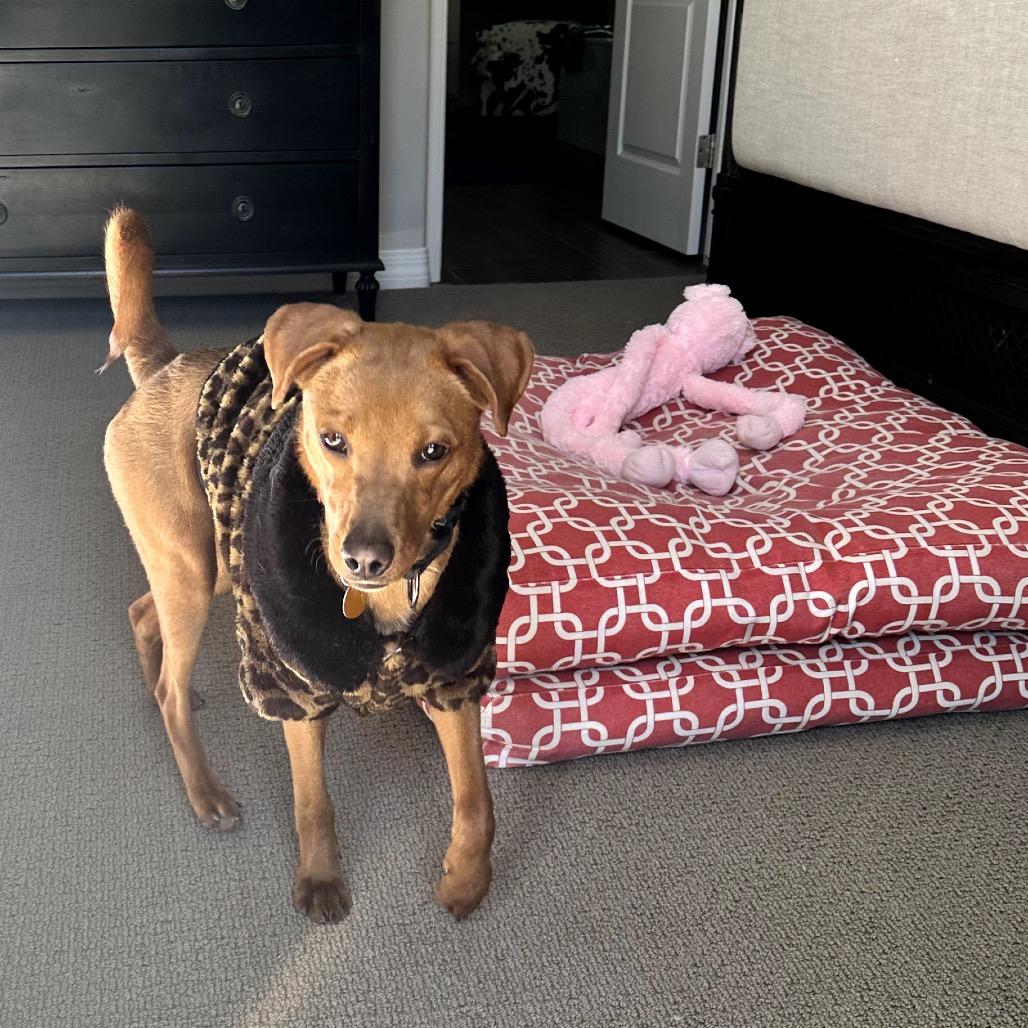 Enlarge Michi, a Adoptable Mixed Breed in Prescott, AZ image 6/6