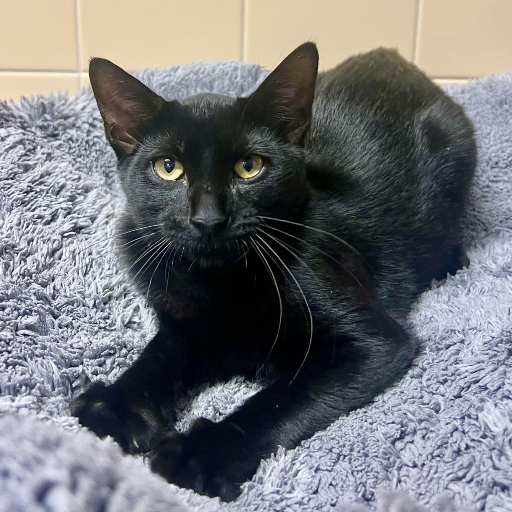 Flapjack, Adoptable, Young Male Domestic Short Hair.