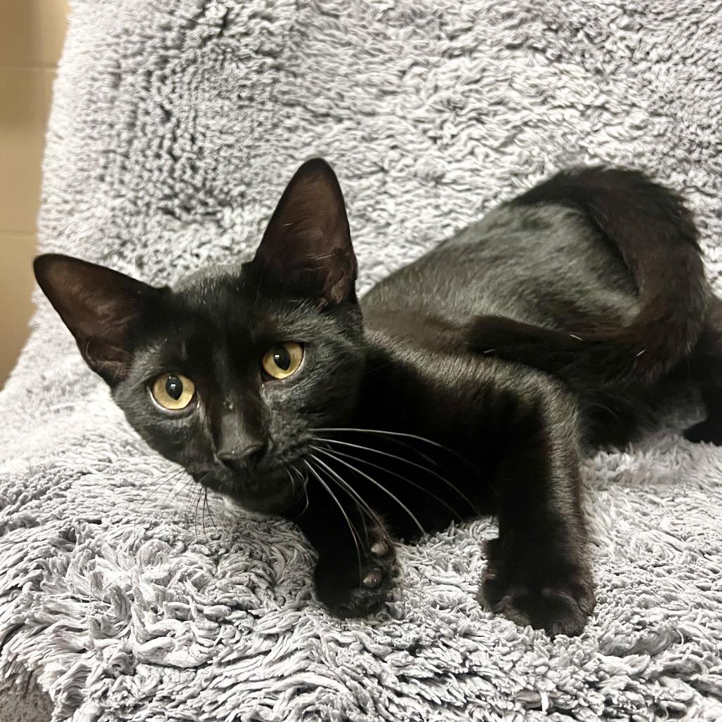 Enlarge Flapjack, a Adoptable Domestic Short Hair in East Hampton, NY image 2/6