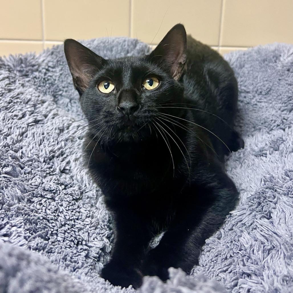Enlarge Flapjack, a Adoptable Domestic Short Hair in East Hampton, NY image 3/6