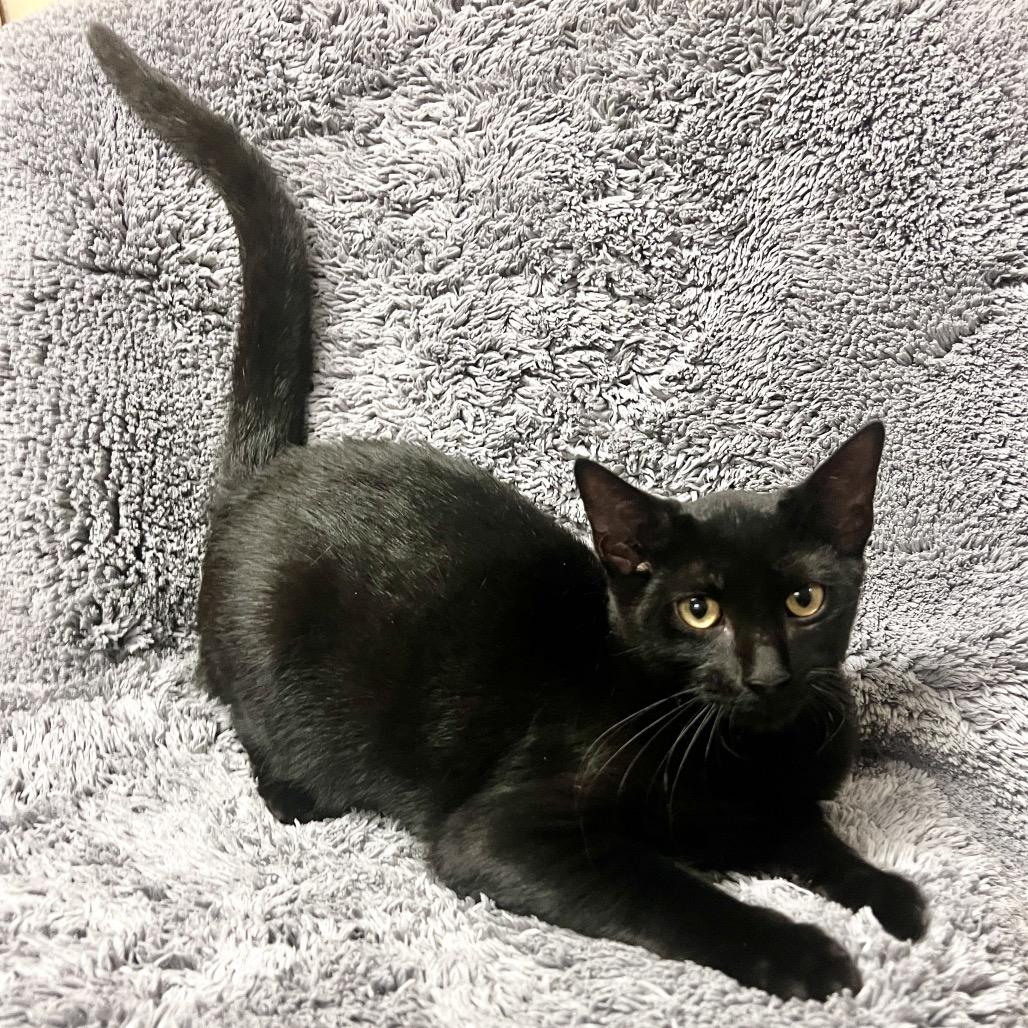 Enlarge Flapjack, a Adoptable Domestic Short Hair in East Hampton, NY image 4/6