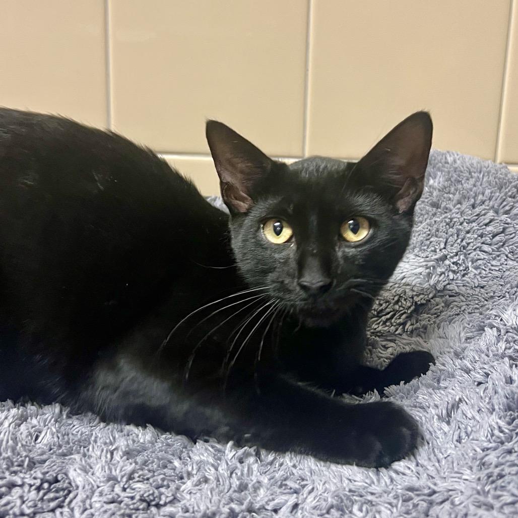 Enlarge Flapjack, a Adoptable Domestic Short Hair in East Hampton, NY image 5/6