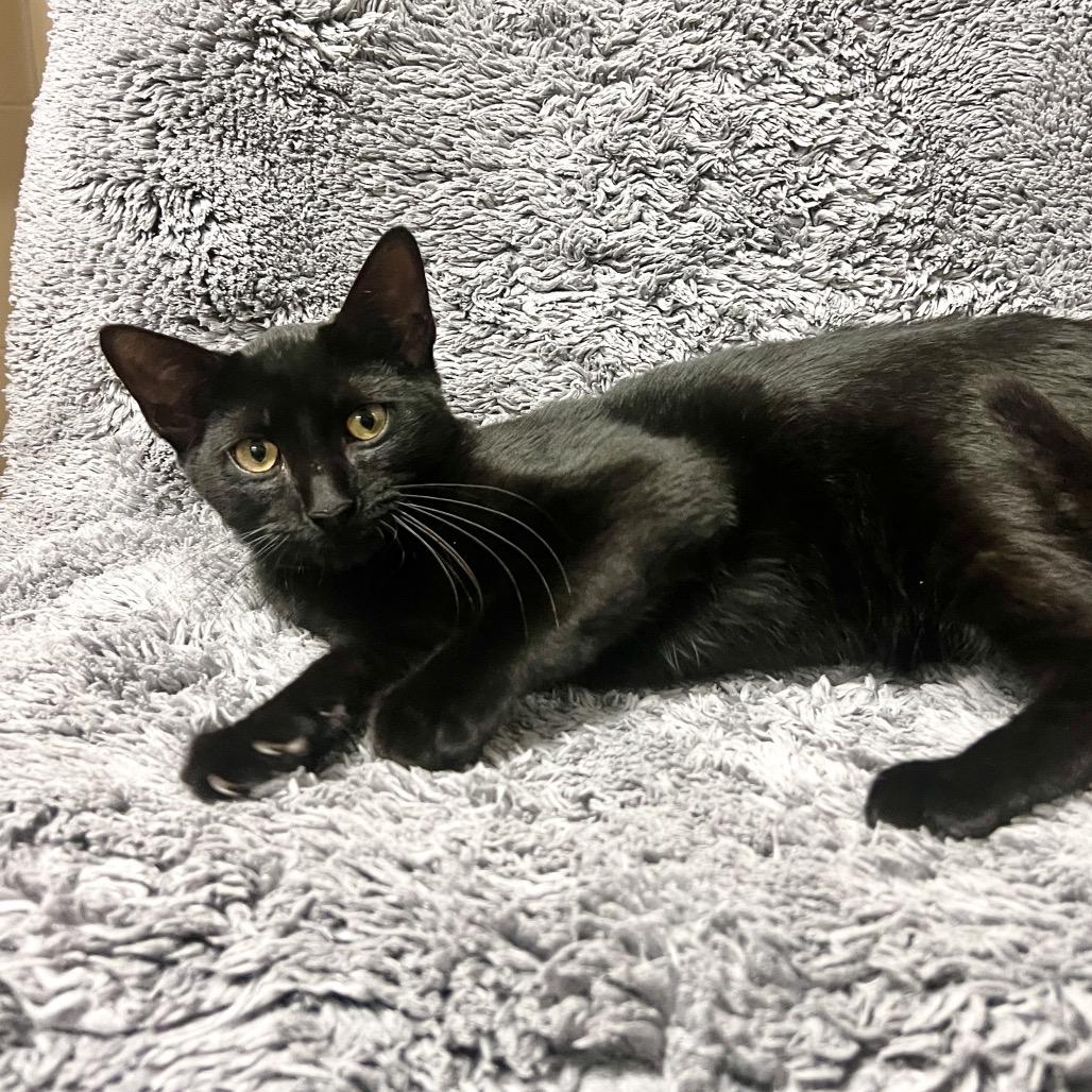 Enlarge Flapjack, a Adoptable Domestic Short Hair in East Hampton, NY image 6/6