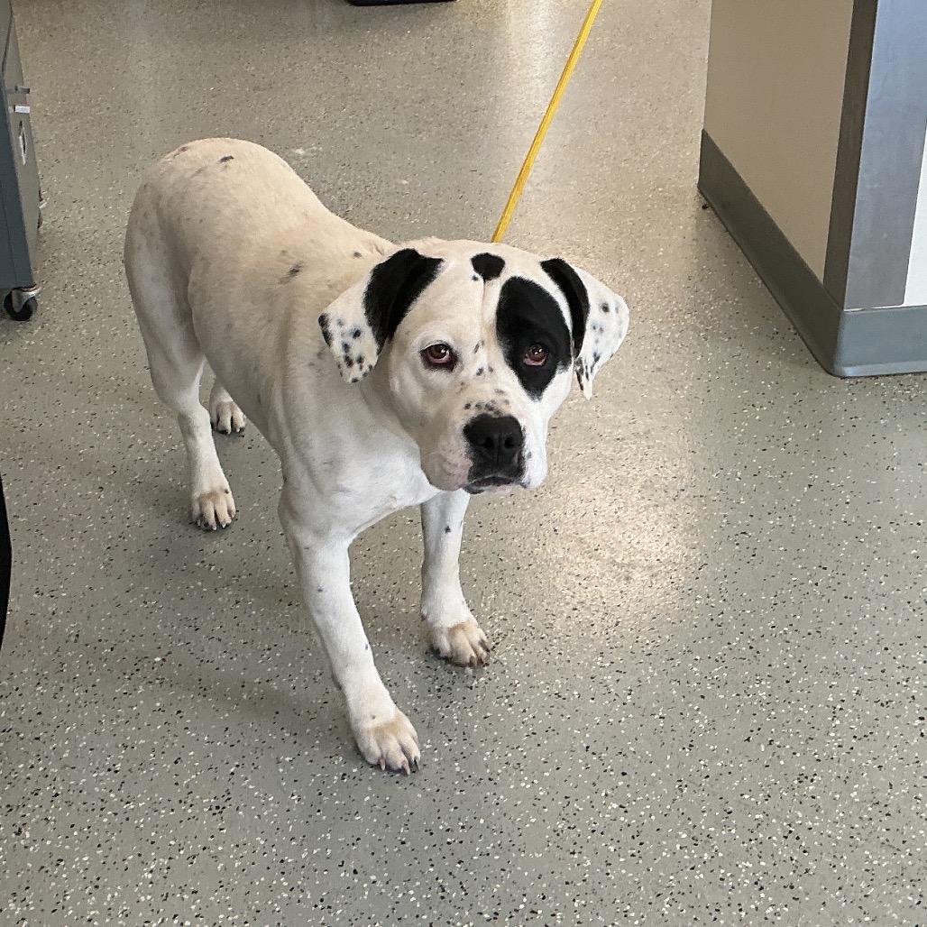 Enlarge Beauty, a Adoptable mixed breed in Galax, VA image 1/1