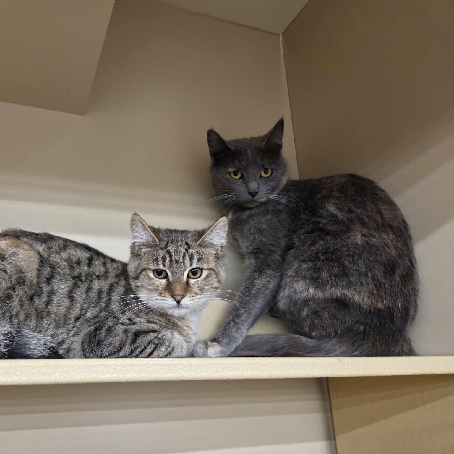 Rainbow & Raindrop %