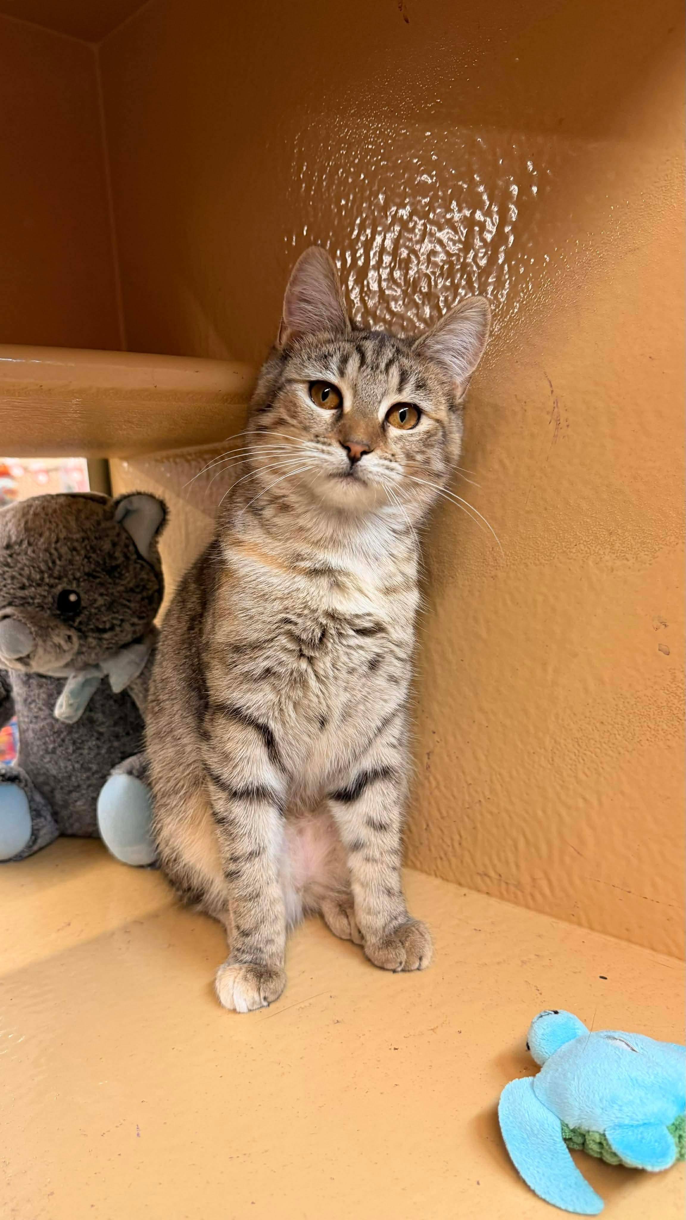 Enlarge Rainbow & Raindrop (Mother/Daughter Duo) - 20% off , a ADOPTABLE mixed breed in Gladstone, OR image 4/6