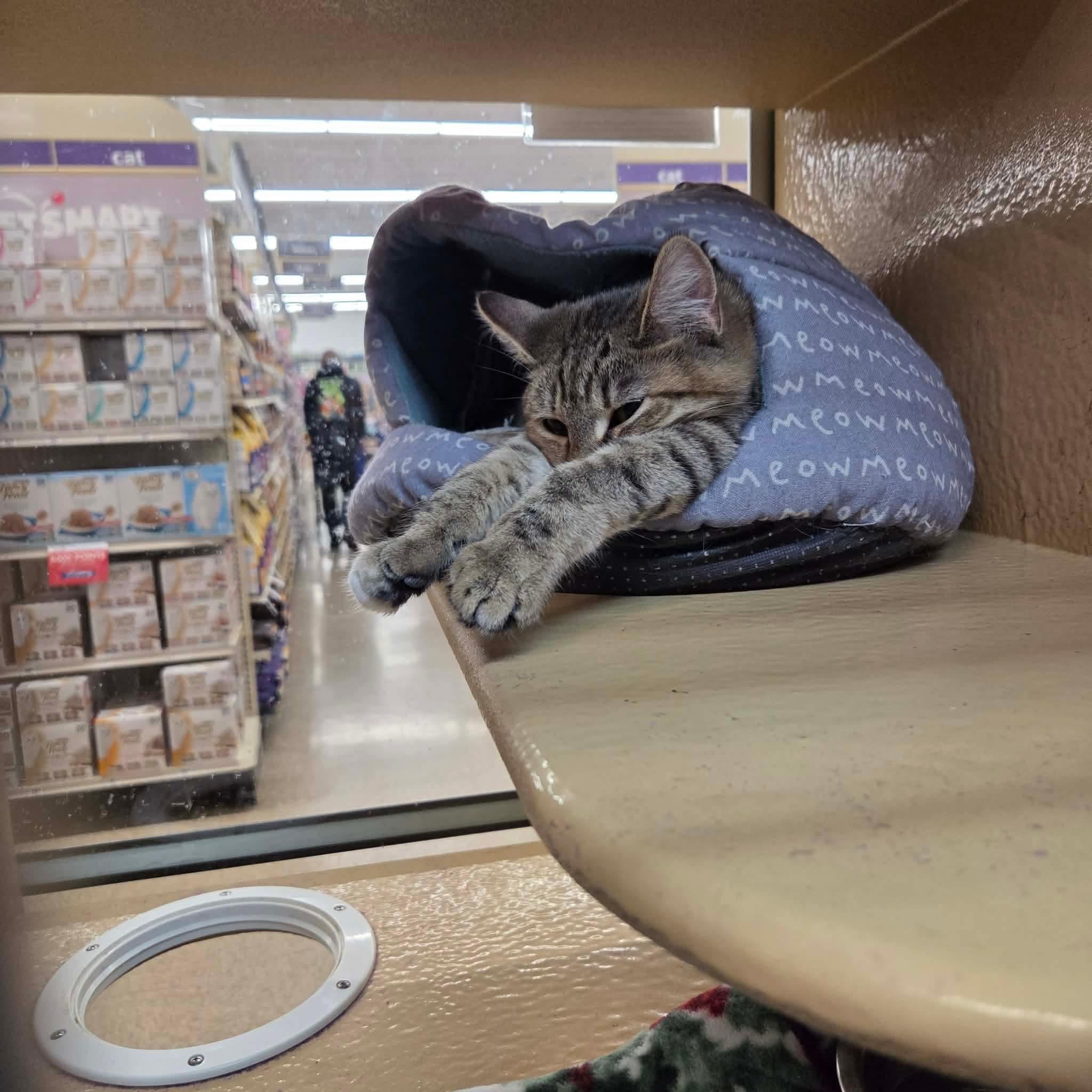 Enlarge Rainbow & Raindrop (Mother/Daughter Duo) - 20% off , a ADOPTABLE mixed breed in Gladstone, OR image 3/6