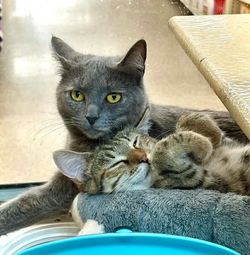 Rainbow & Raindrop (Mother/Daughter Duo) - 20% off , ADOPTABLE, Kitten Female Dilute Tortoiseshell & Domestic Short Hair.