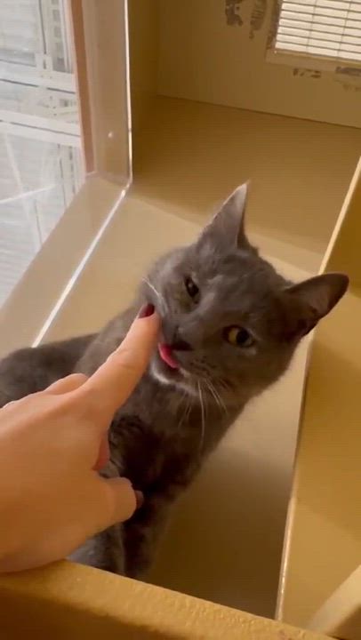 Enlarge Rainbow & Raindrop (Mother/Daughter Duo) - 20% off , a ADOPTABLE mixed breed in Gladstone, OR video 6/6