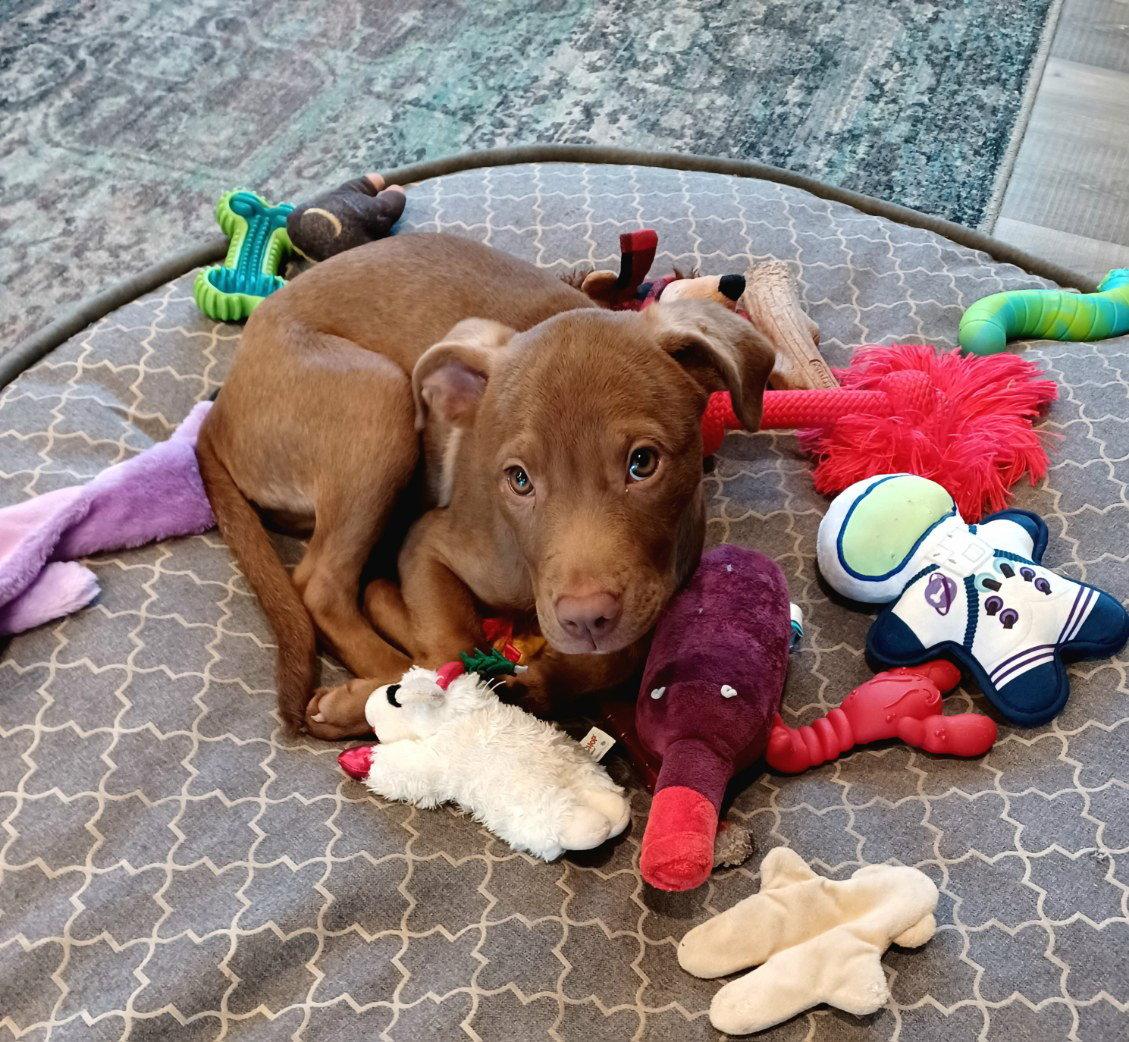 Enlarge Rodrigo, a Adopted Chocolate Labrador Retriever in Brooklyn Center, MN image 1/3