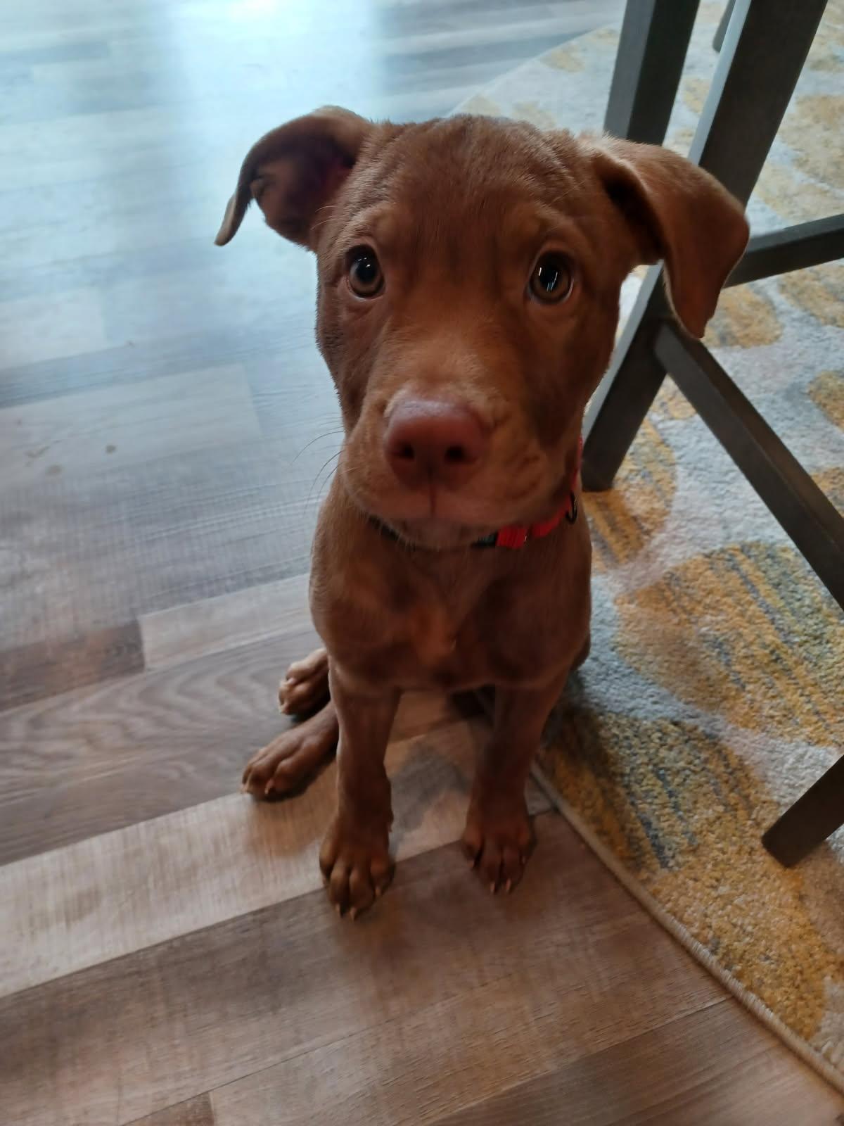 Enlarge Rodrigo, a Adopted Chocolate Labrador Retriever in Brooklyn Center, MN image 2/3
