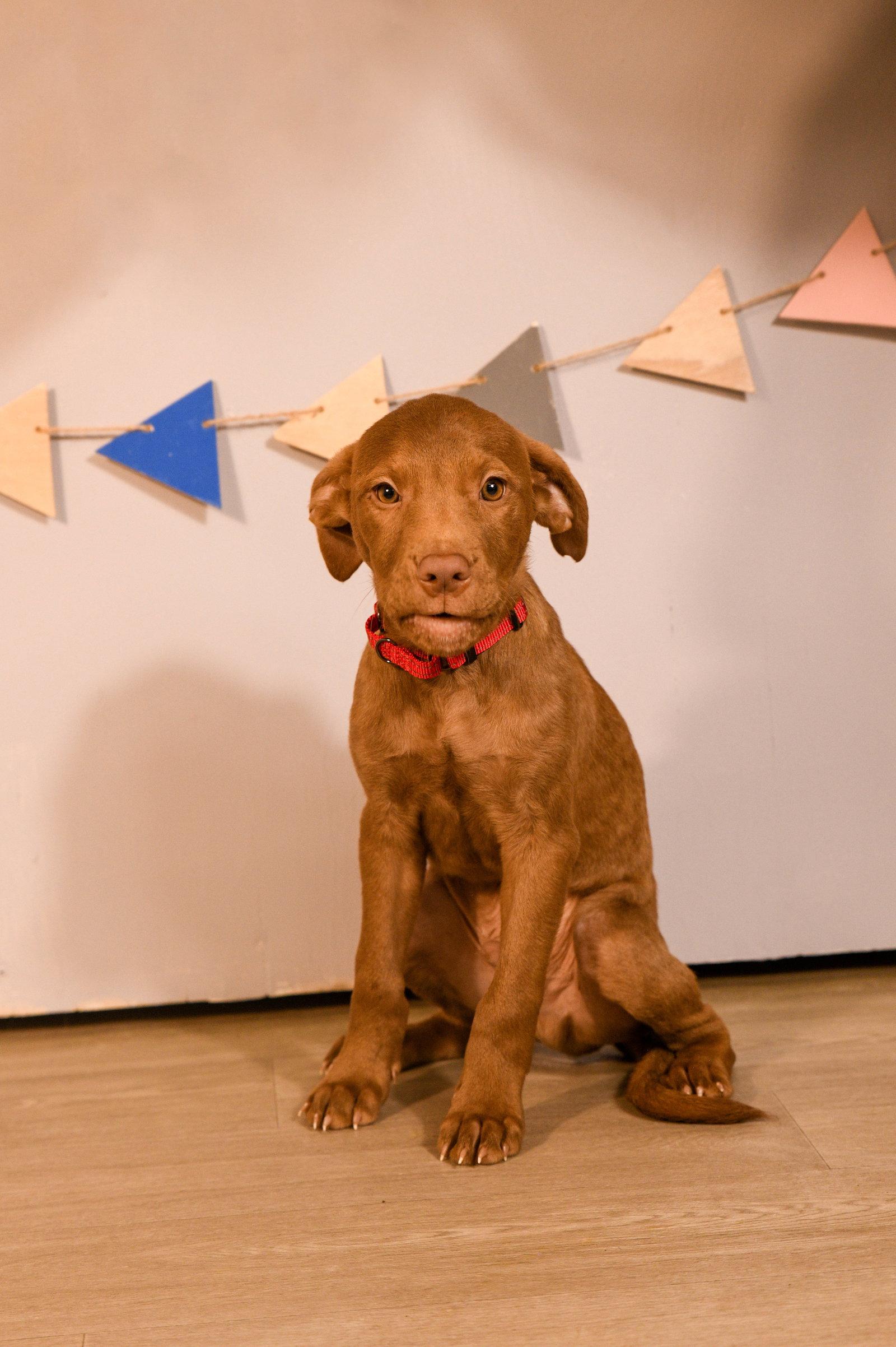 Enlarge Rodrigo, a Adopted Chocolate Labrador Retriever in Brooklyn Center, MN image 3/3
