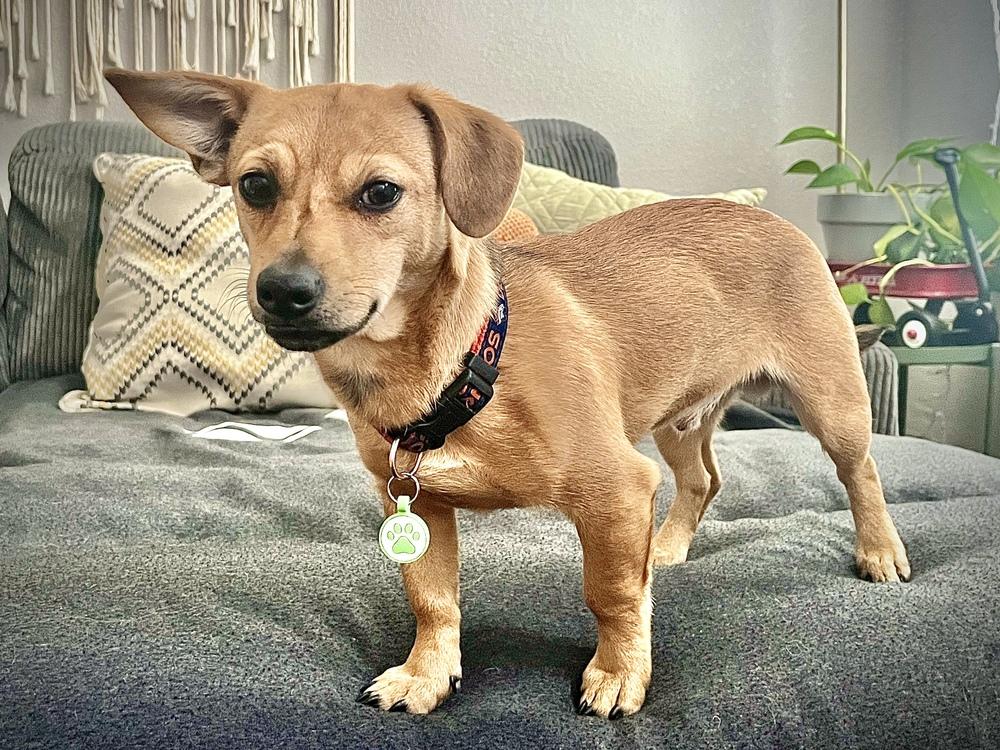 Treat, Adoptable, Adult Male Dachshund.