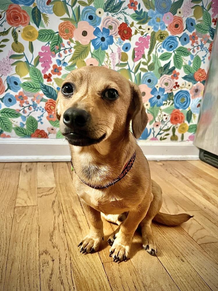 Enlarge Treat, a Adoptable mixed breed in Denver, CO image 2/5