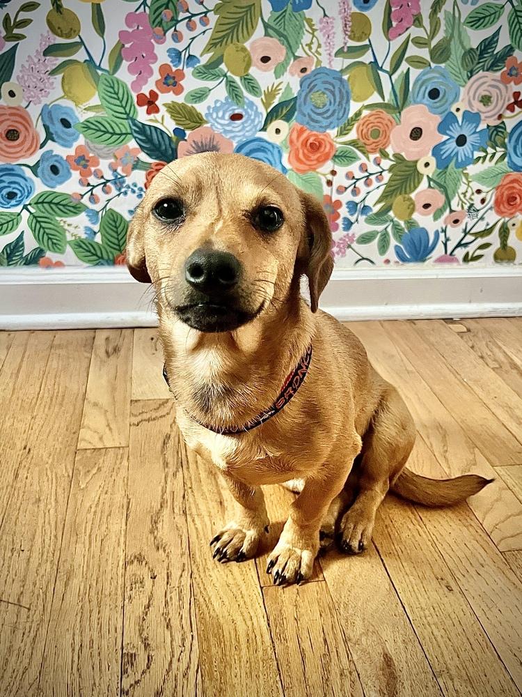 Enlarge Treat, a Adoptable mixed breed in Denver, CO image 3/5