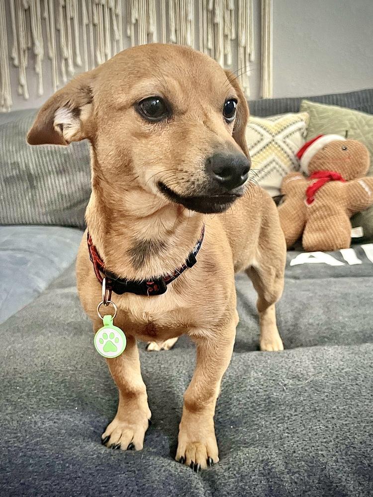 Enlarge Treat, a Adoptable mixed breed in Denver, CO image 4/5