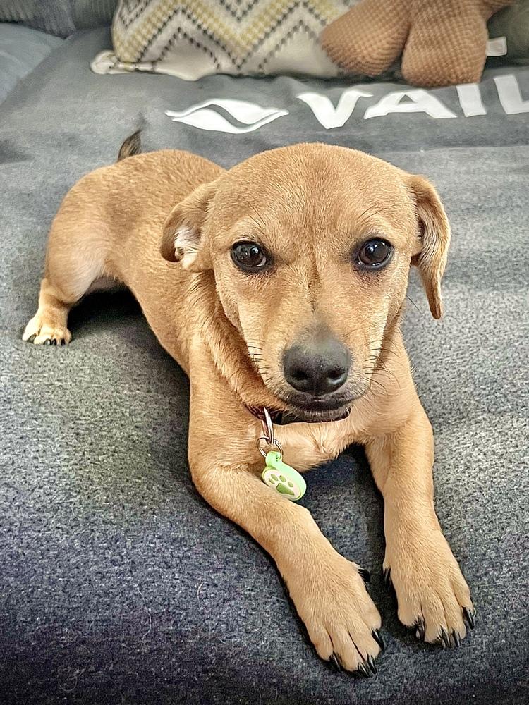 Enlarge Treat, a Adoptable mixed breed in Denver, CO image 5/5