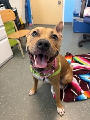 Shelda, Adoptable, Adult Female Pit Bull Terrier & Mixed Breed.