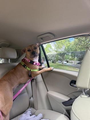 Enlarge Shelda, a Adoptable mixed breed in New Orleans, LA image 2/3