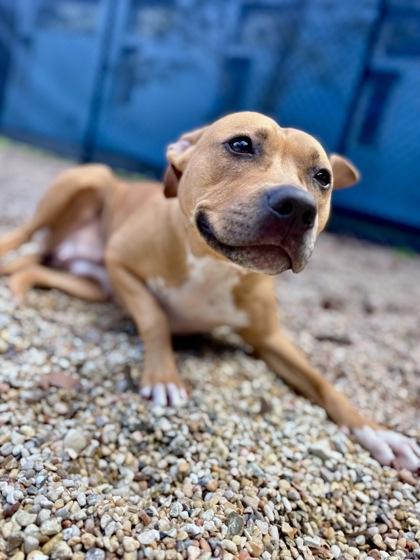 Enlarge Shelda (In Foster), a Adoptable mixed breed in New Orleans, LA image 1/3