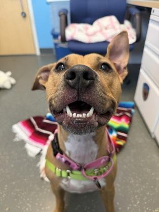Shelda (In Foster), Adoptable, Adult Female Pit Bull Terrier & Mixed Breed.