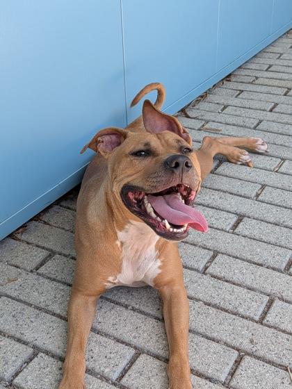 Shelda (In Foster), a Adoptable mixed breed in New Orleans, LA image 2/3