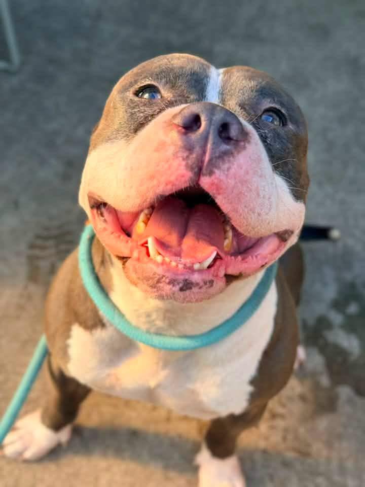 Silly Goose, adopted, Adult Male Pit Bull Terrier.