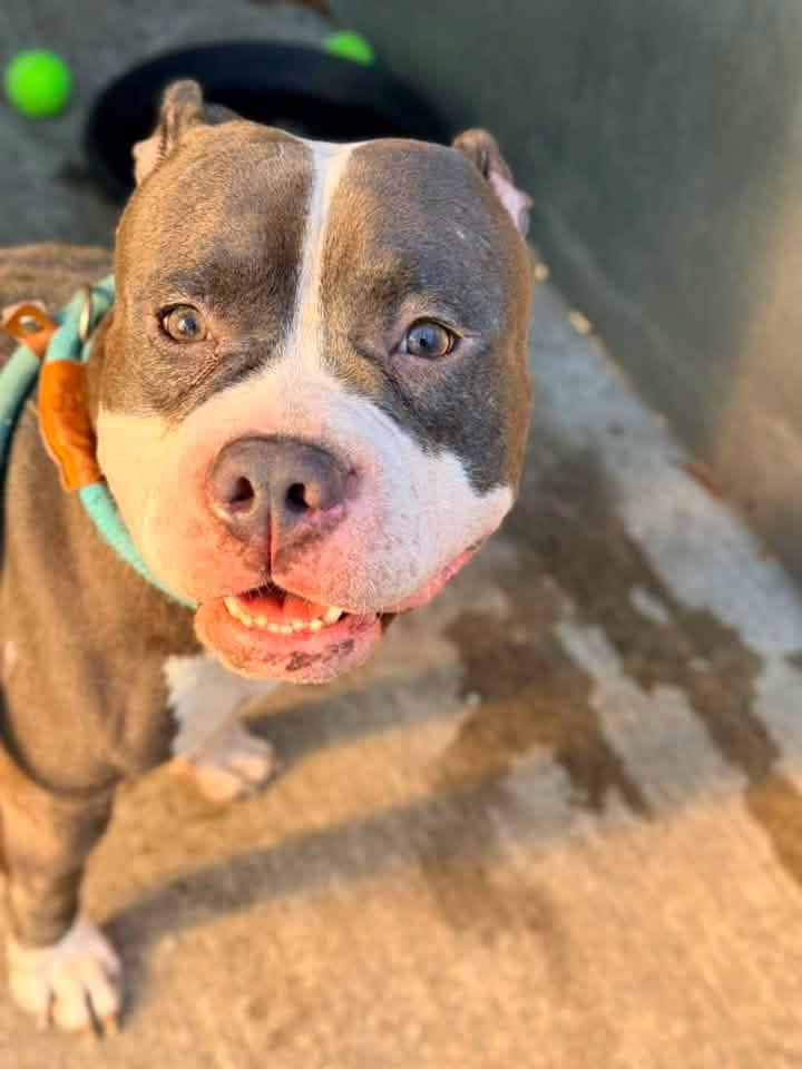 Silly Goose, an adopted Pit Bull Terrier in Chicago, IL image 4/5