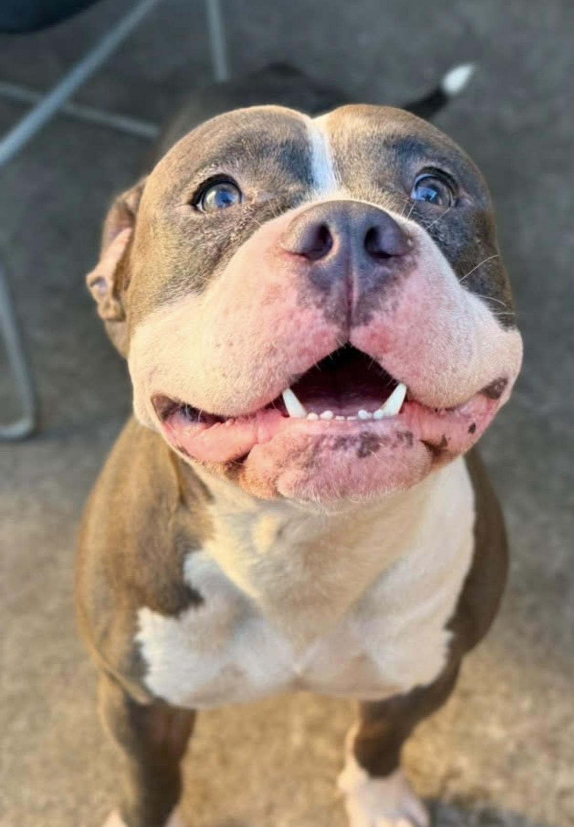 Silly Goose, an adopted Pit Bull Terrier in Chicago, IL image 3/5