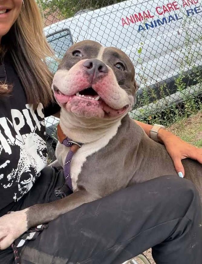 Silly Goose, an adopted Pit Bull Terrier in Chicago, IL image 2/5