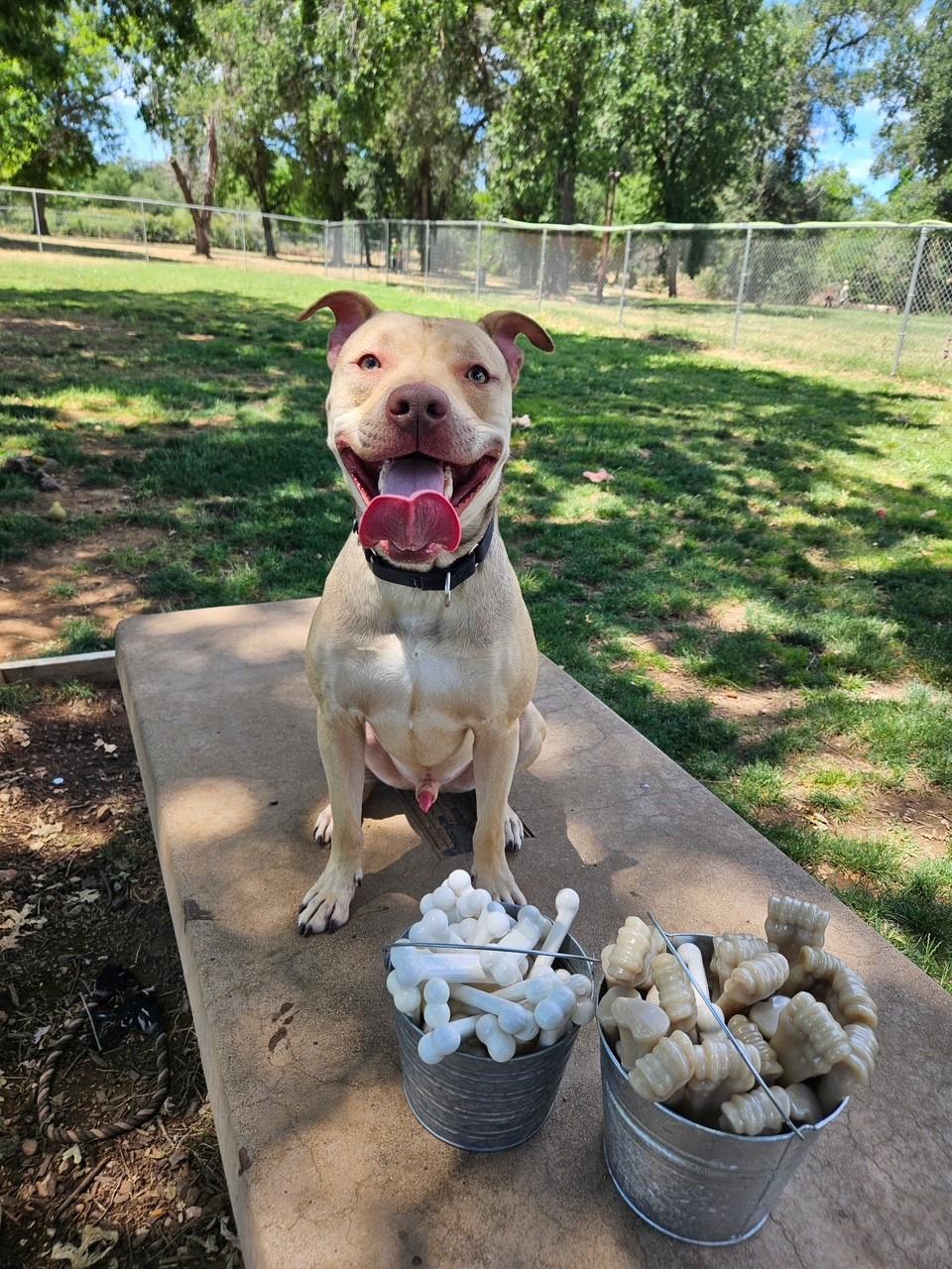 Theo, an adoptable Pit Bull Terrier in Redding, CA, 96099 | Photo Image 6