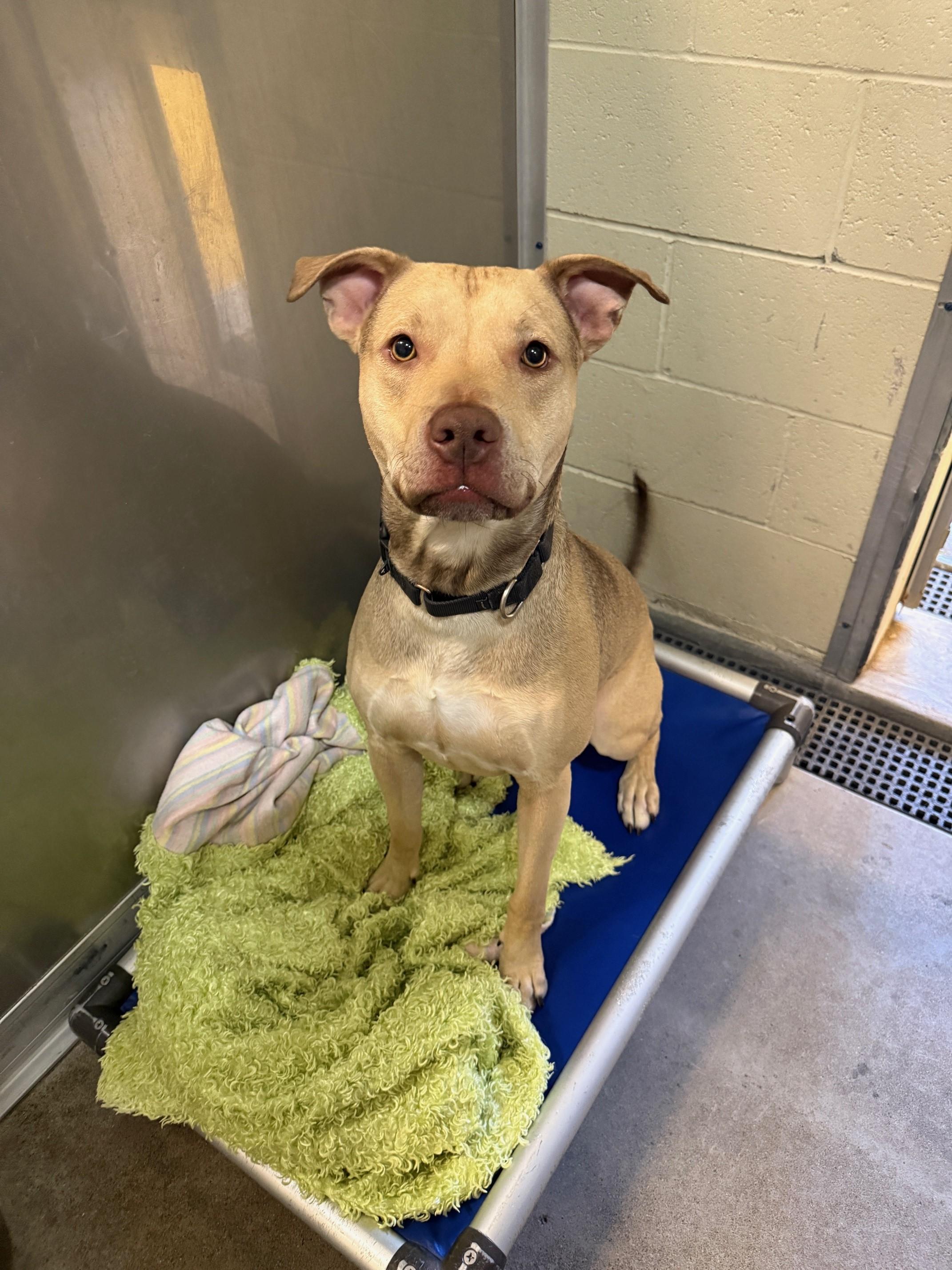 Theo, an adoptable Pit Bull Terrier in Redding, CA, 96099 | Photo Image 5