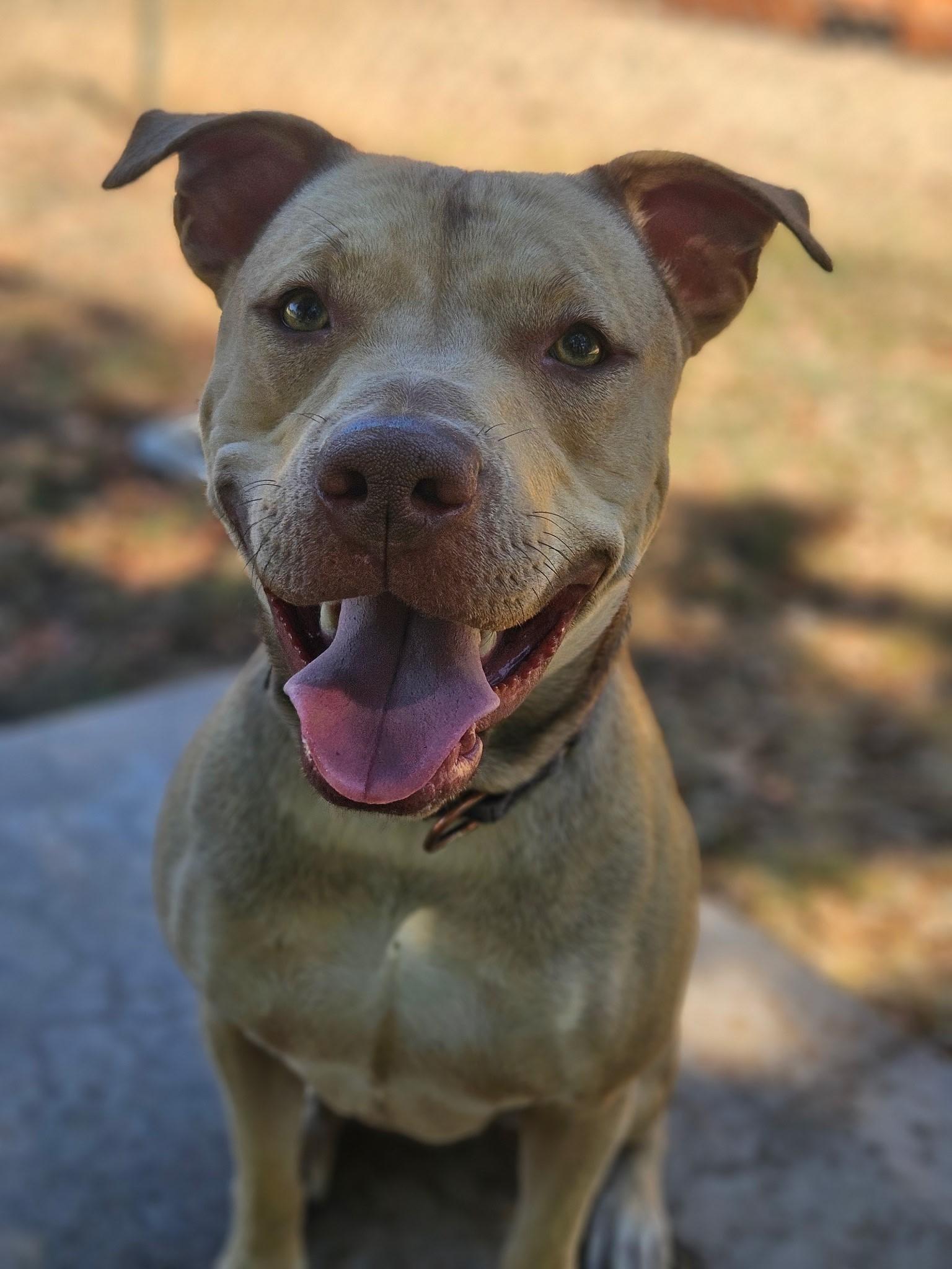 Theo, an adoptable Pit Bull Terrier in Redding, CA, 96099 | Photo Image 4