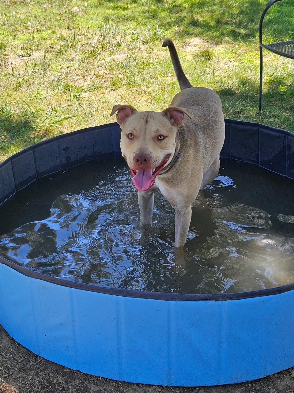 Theo, an adoptable Pit Bull Terrier in Redding, CA, 96099 | Photo Image 2