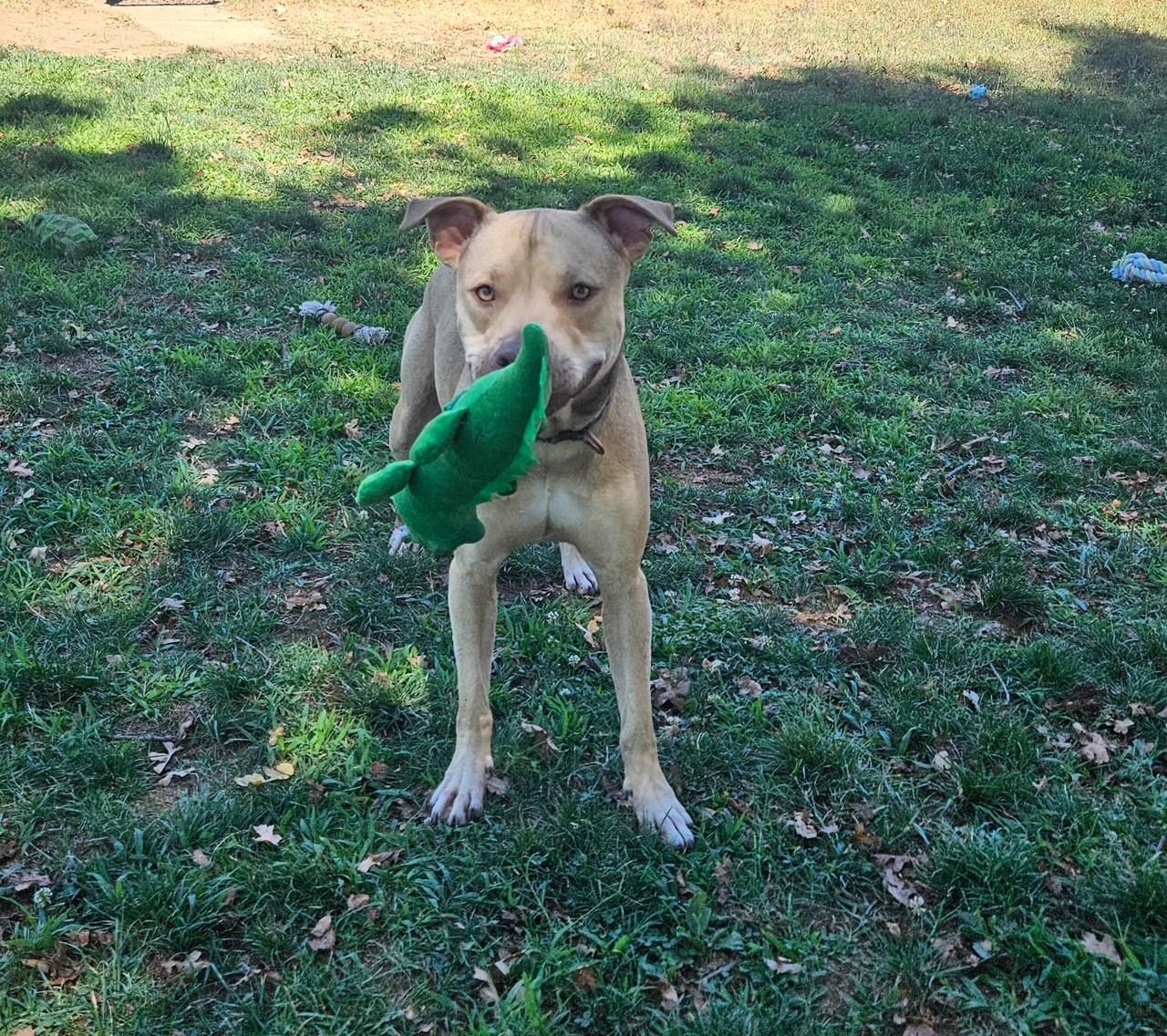 Theo, an adoptable Pit Bull Terrier in Redding, CA, 96099 | Photo Image 3