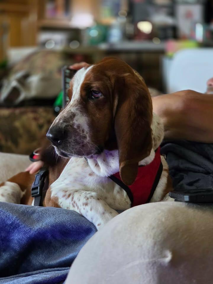 Dansby, Adopted, Adult Male Basset Hound.
