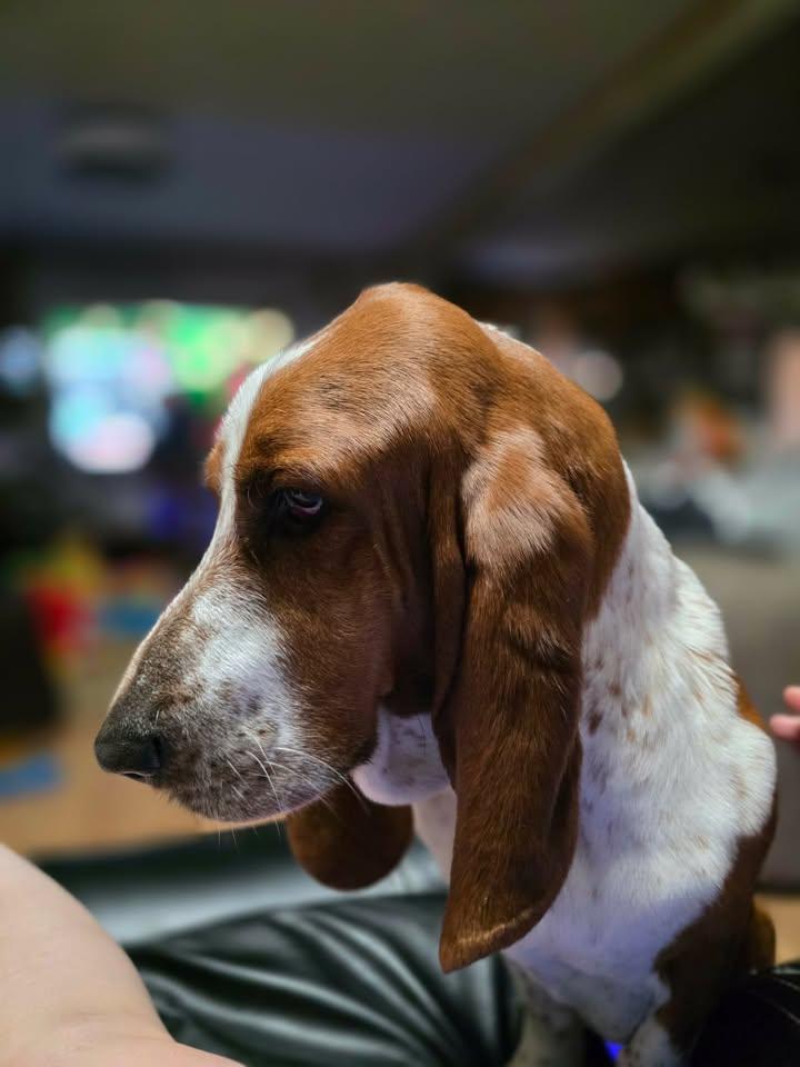 Enlarge Dansby, a Adopted Basset Hound in candler, NC image 2/2