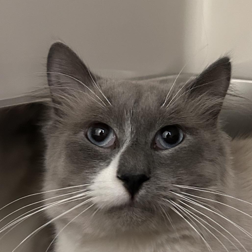 Enlarge Smokey, a Adoptable Domestic Long Hair in Watertown, NY image 1/1