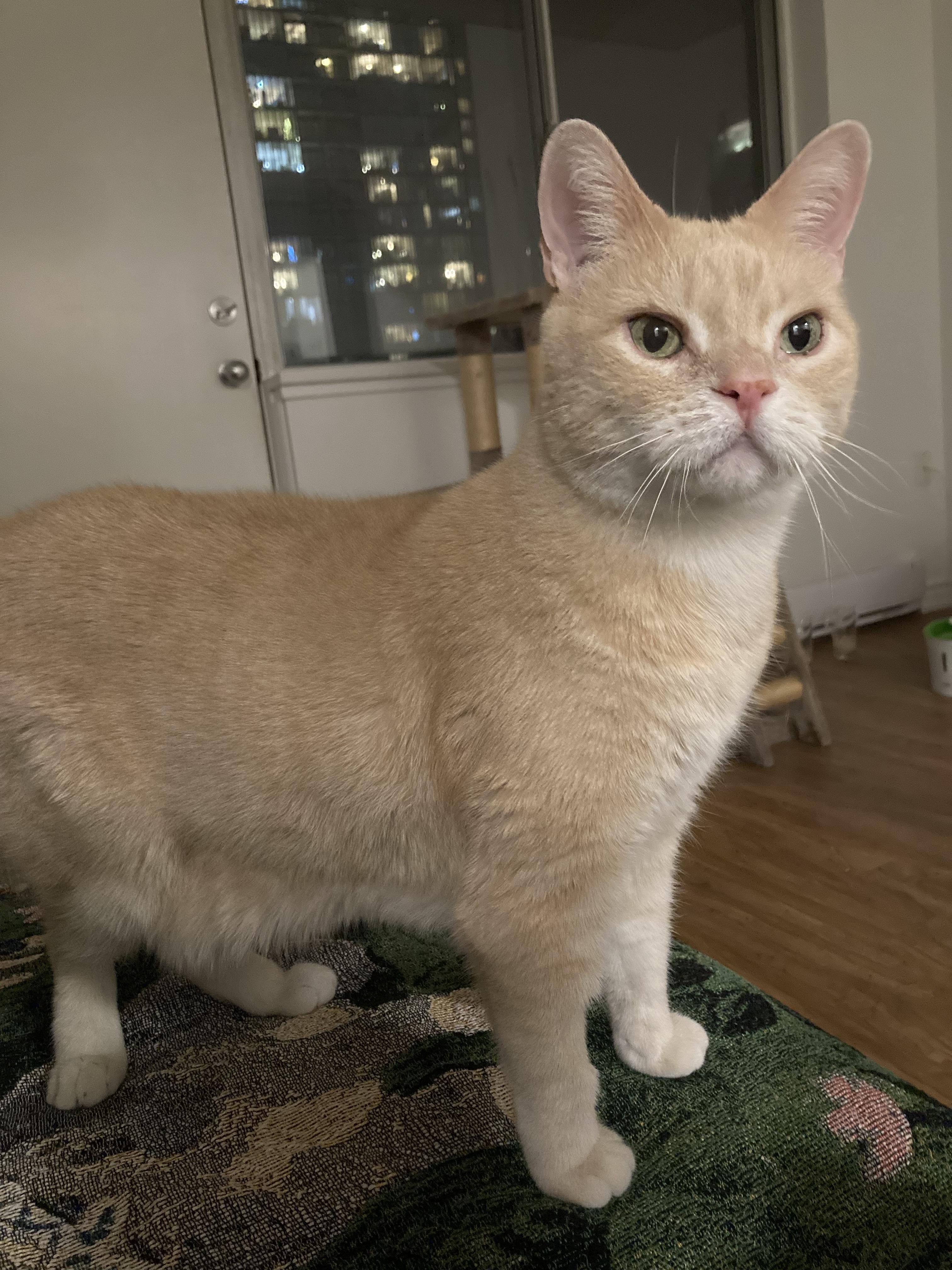 Enlarge Athena, a ADOPTABLE Domestic Short Hair in Toronto, ON image 3/6