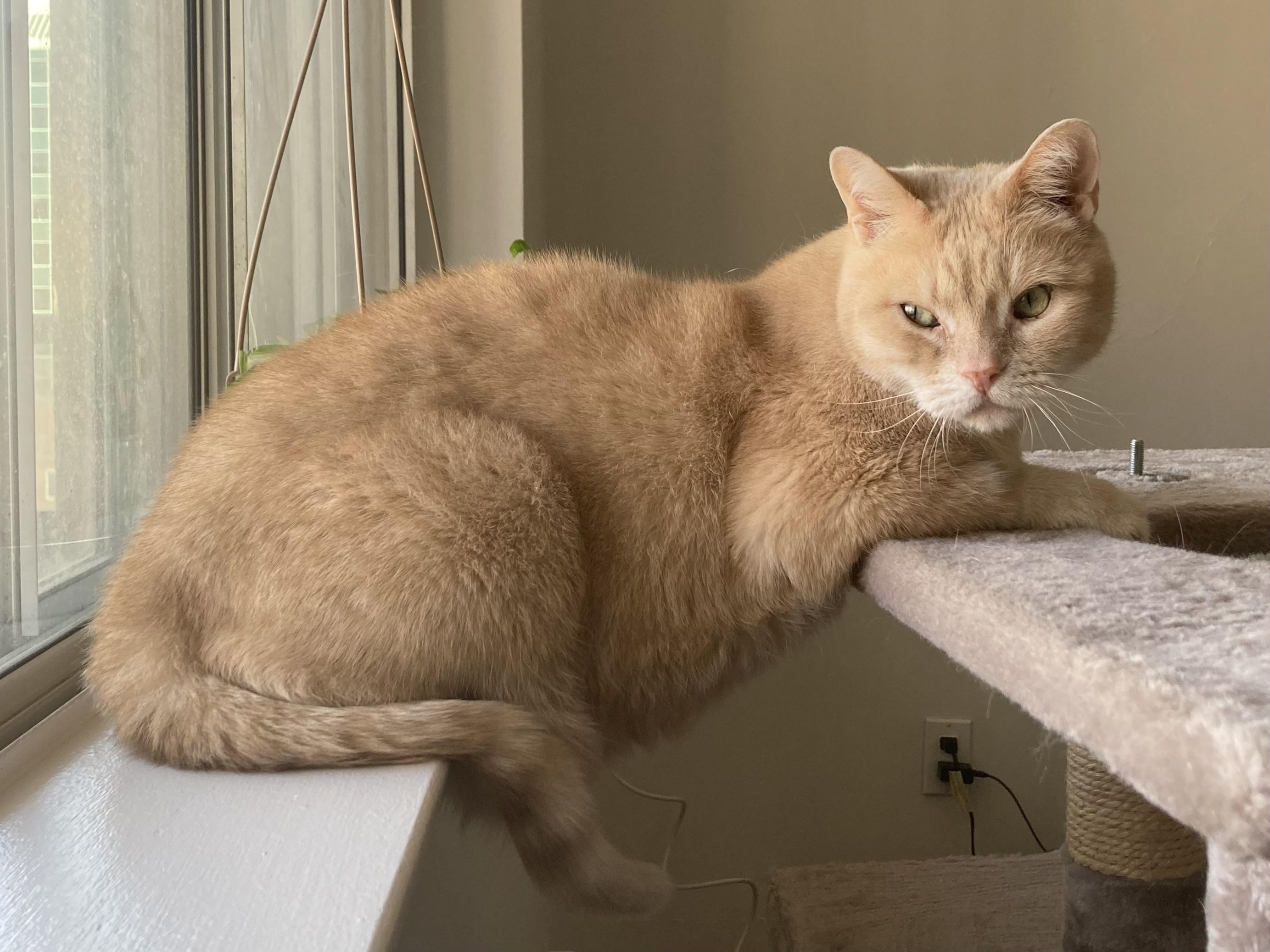 Enlarge Athena, a ADOPTABLE Domestic Short Hair in Toronto, ON image 6/6