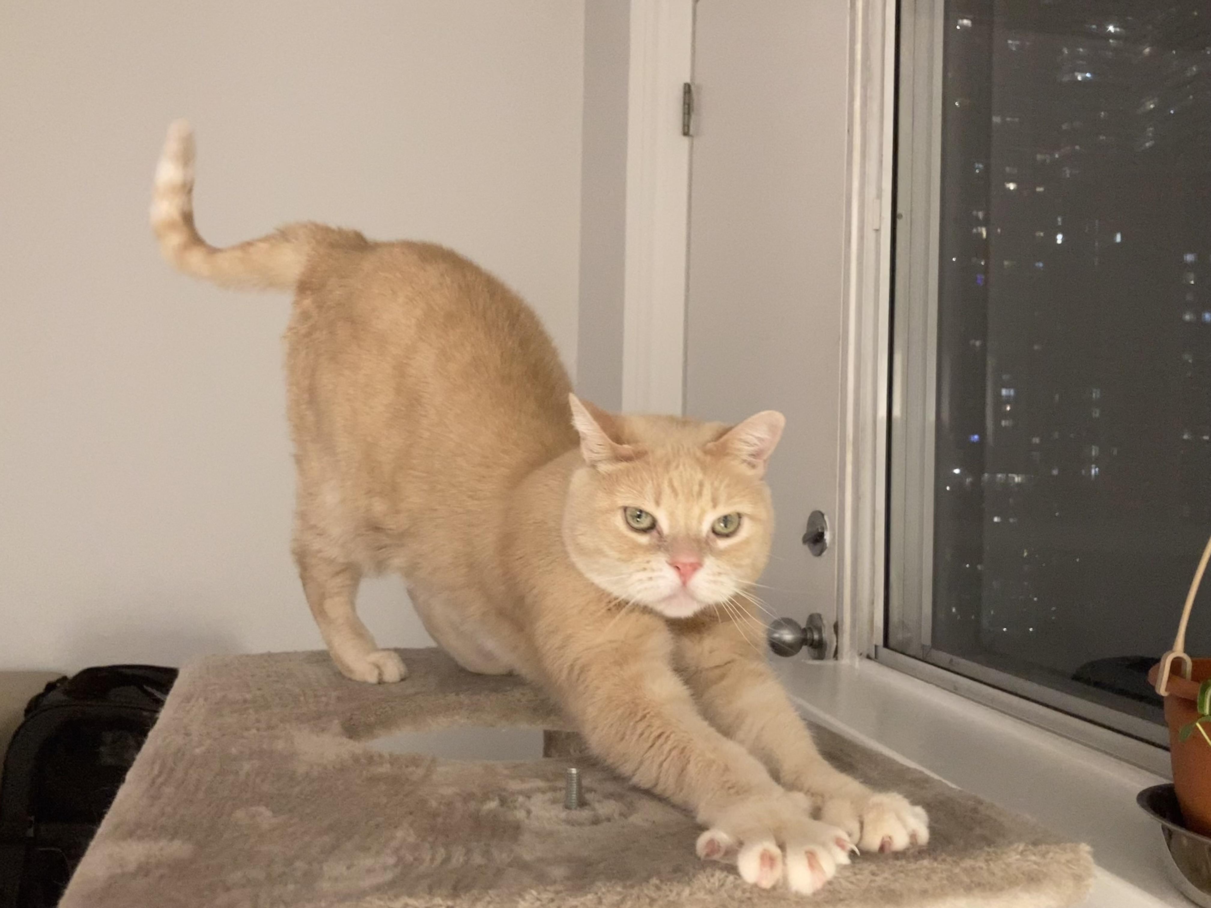 Athena, ADOPTABLE, Senior Female Domestic Short Hair.