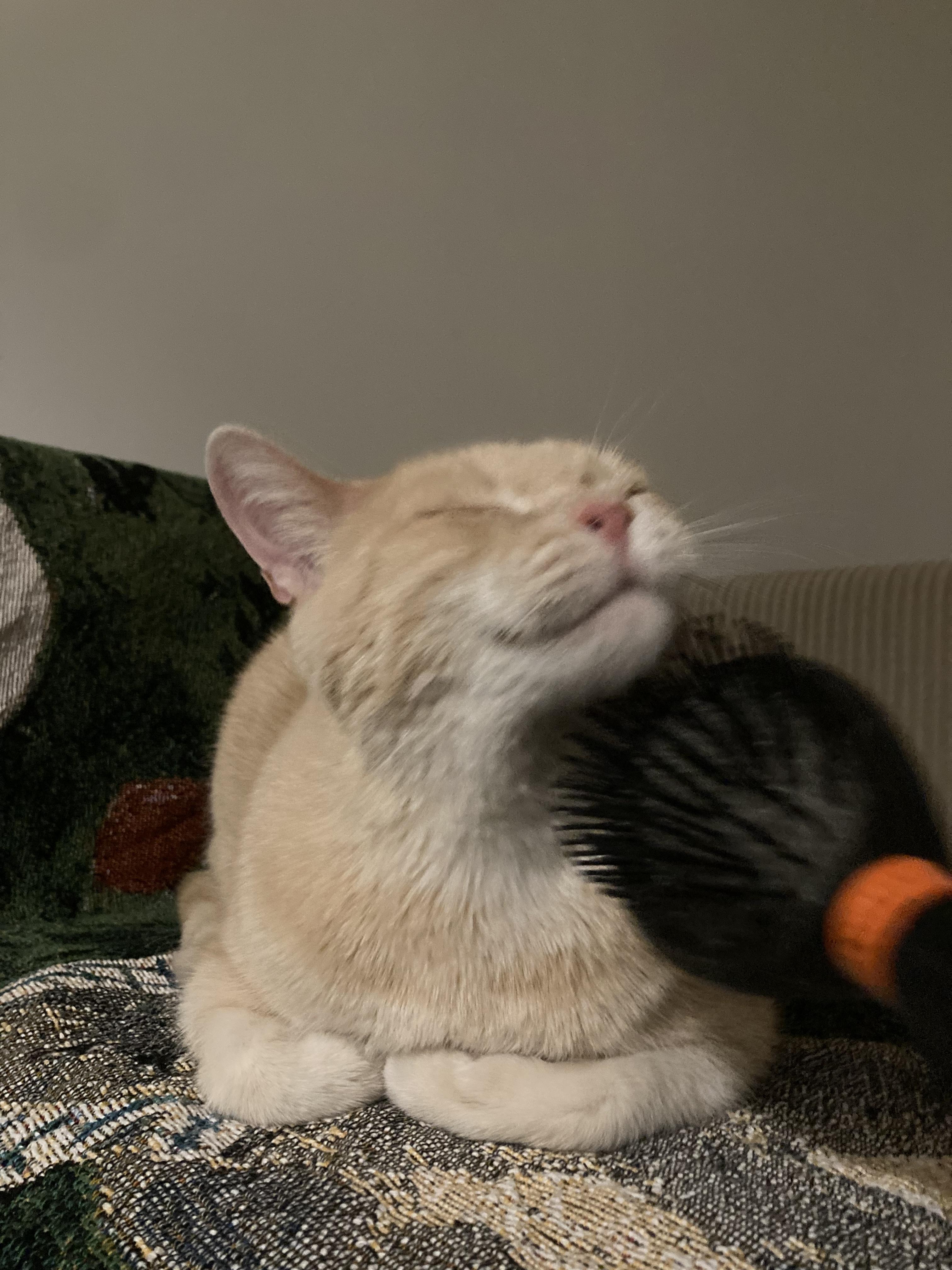 Enlarge Athena, a ADOPTABLE Domestic Short Hair in Toronto, ON image 4/6