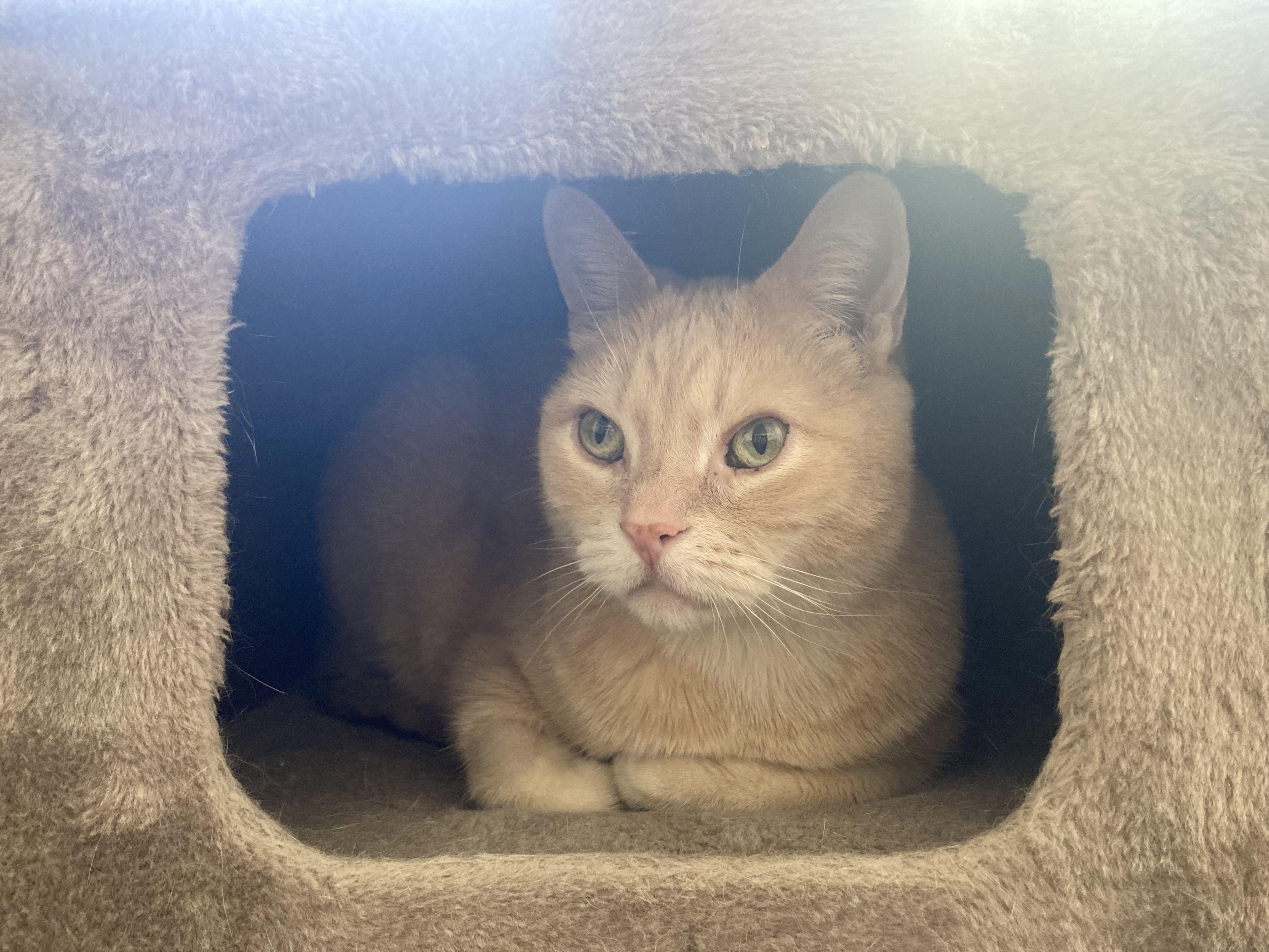 Enlarge Athena, a ADOPTABLE Domestic Short Hair in Toronto, ON image 5/6