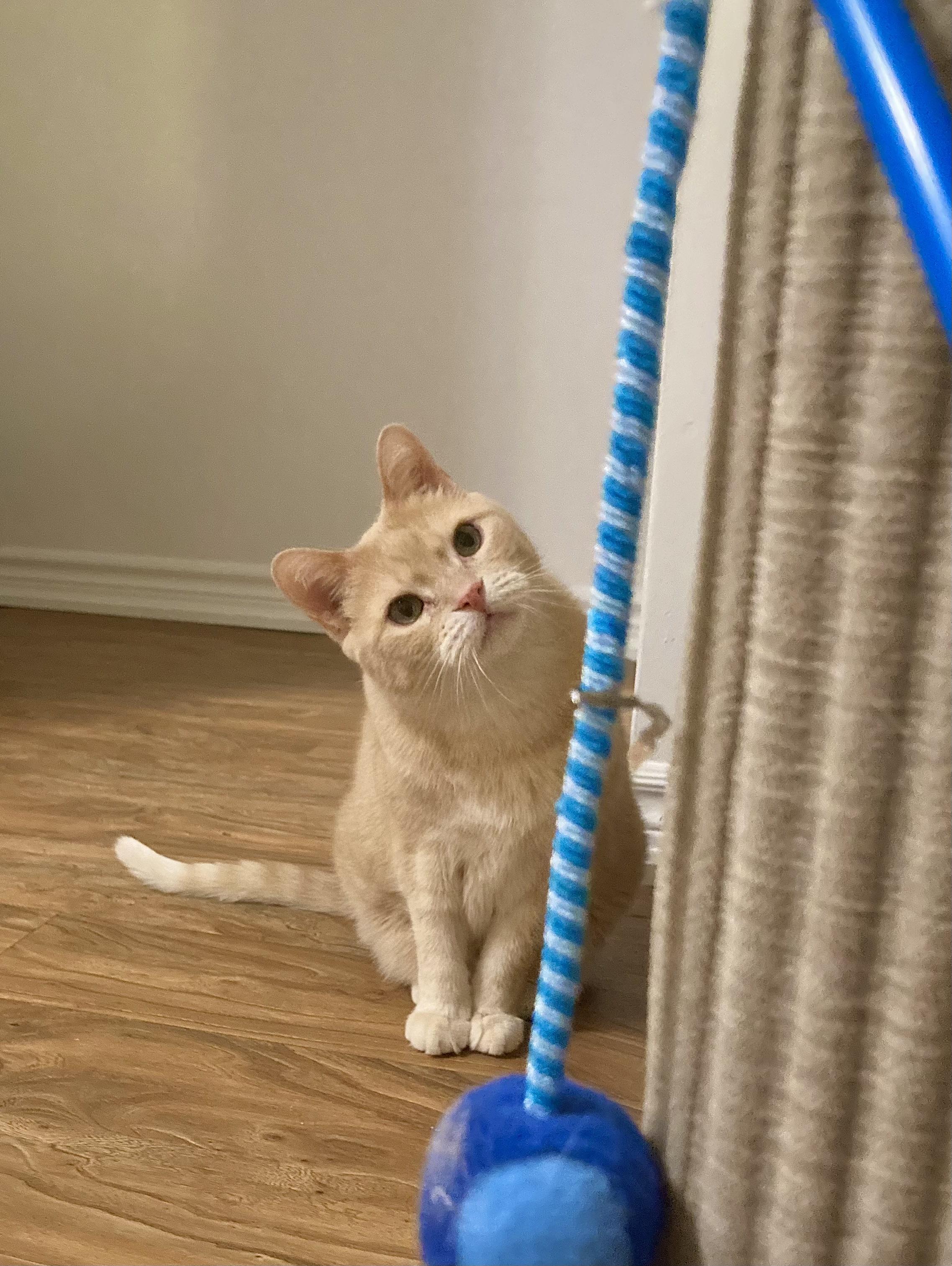 Enlarge Athena, a ADOPTABLE Domestic Short Hair in Toronto, ON image 2/6