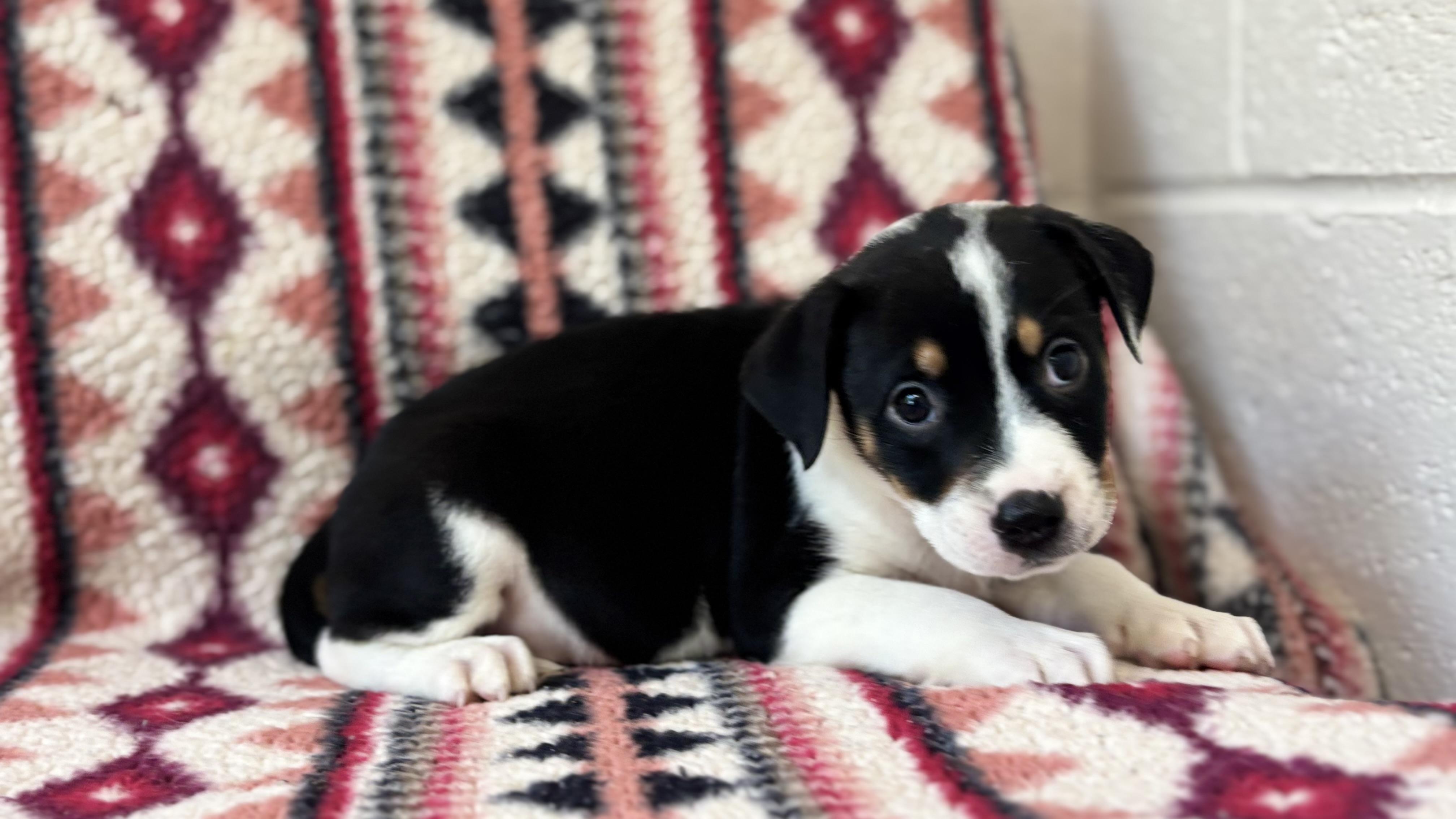 Miller, adopted, Puppy Male Pit Bull Terrier & Boxer.