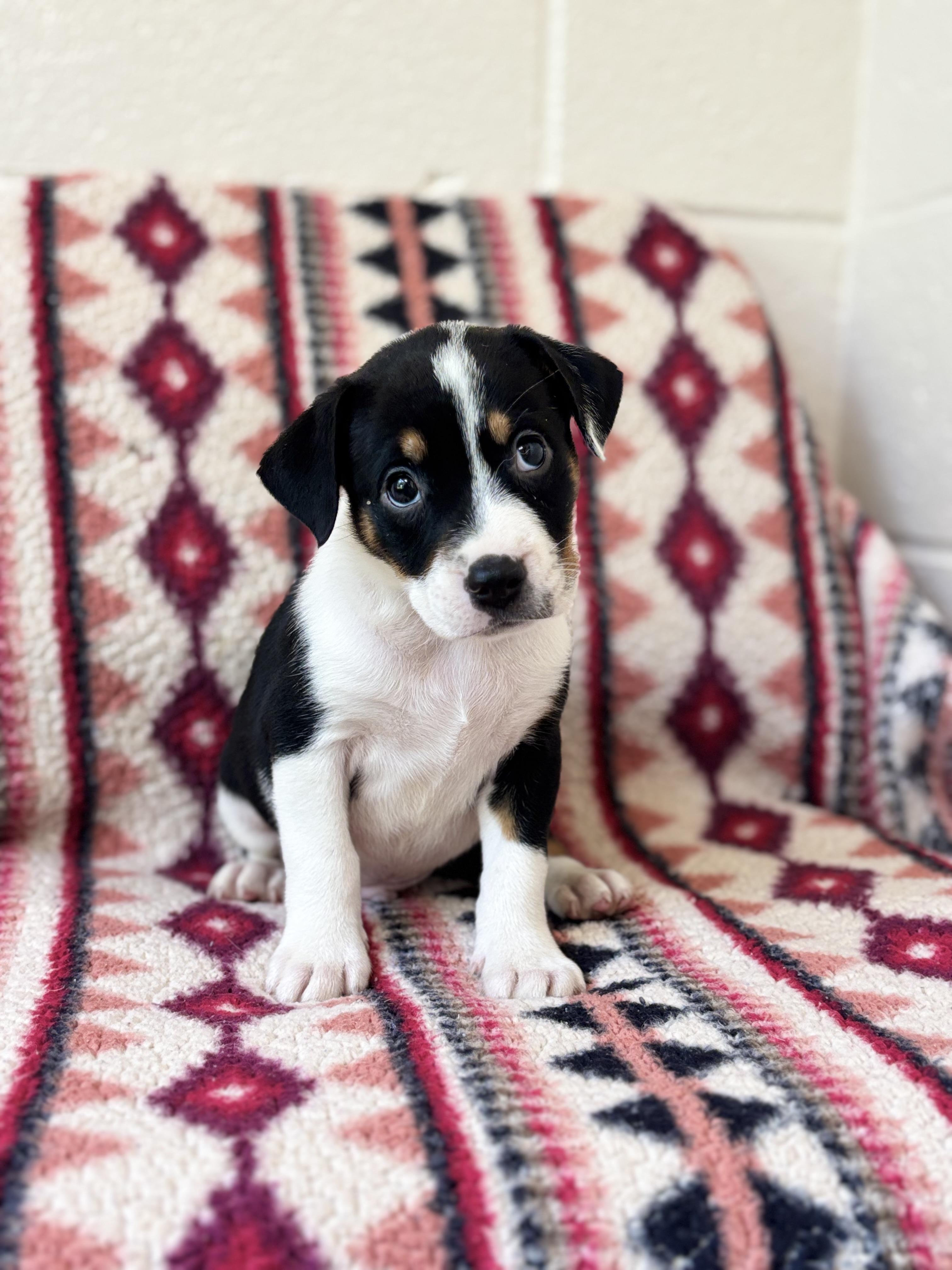 Miller, an adopted mixed breed in Collierville, TN image 2/2