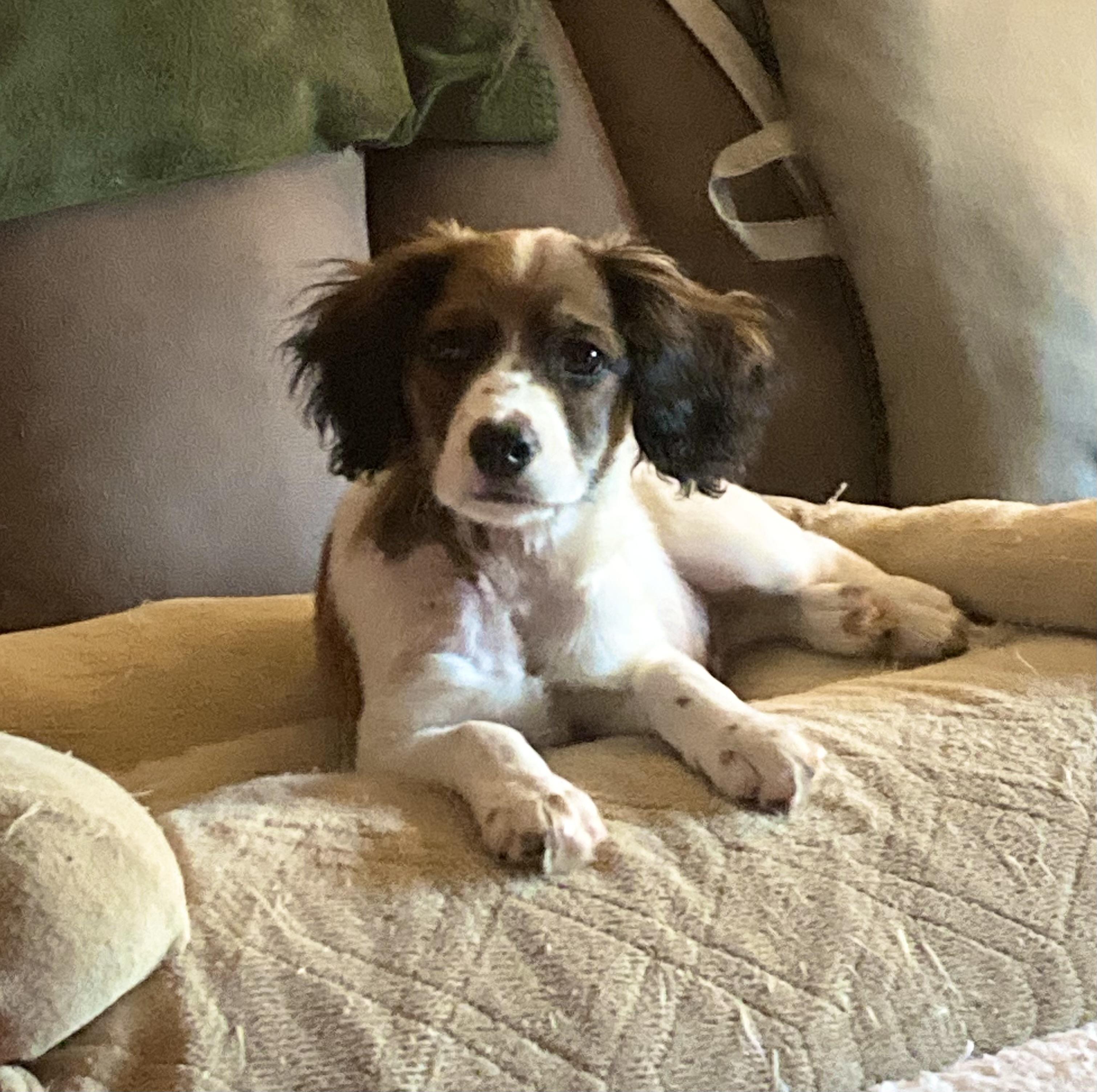 Enlarge FRECKLES, a ADOPTABLE Spaniel in Dumont, NJ image 4/5