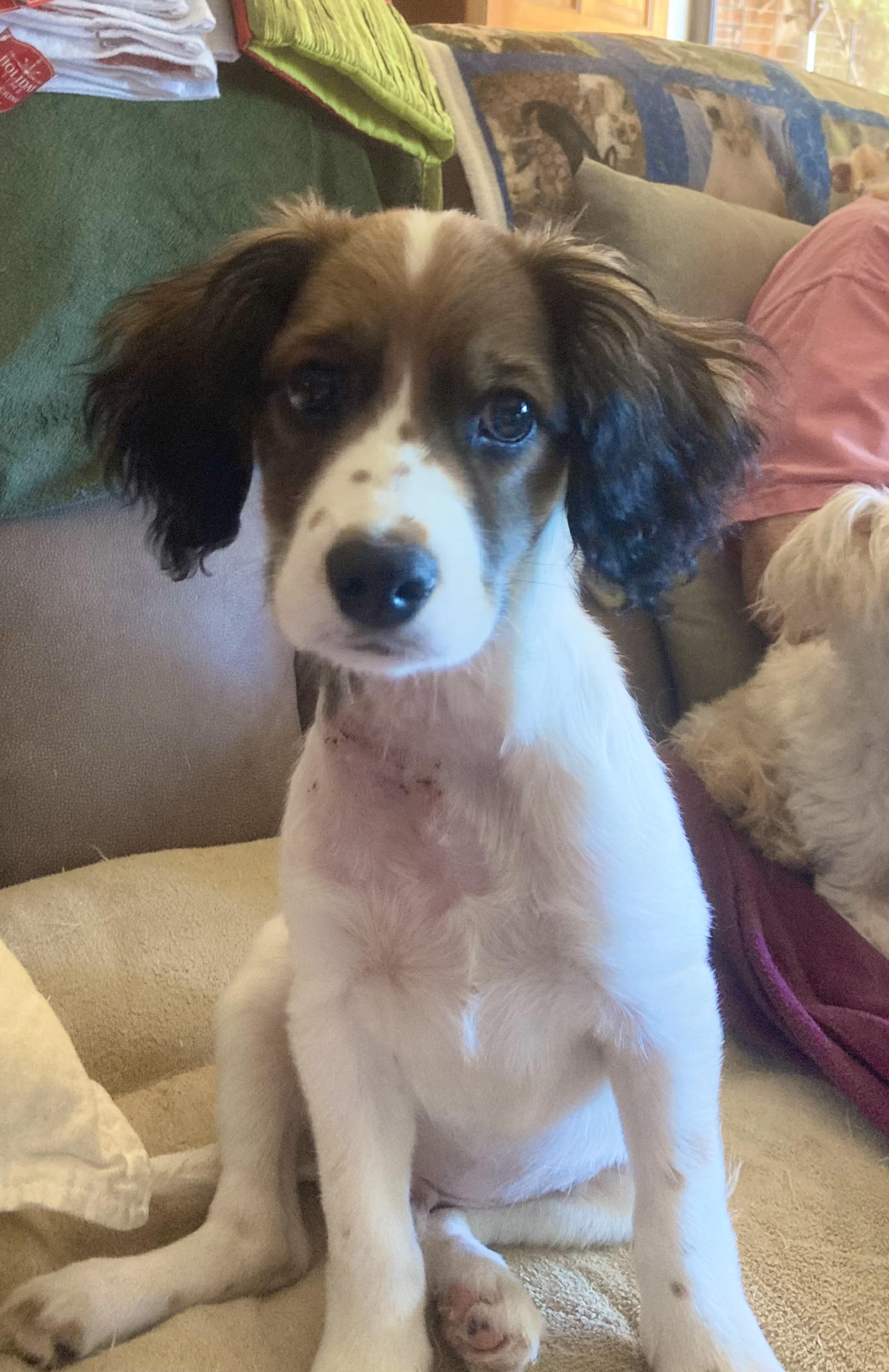 Enlarge FRECKLES, a ADOPTABLE Spaniel in Dumont, NJ image 5/5