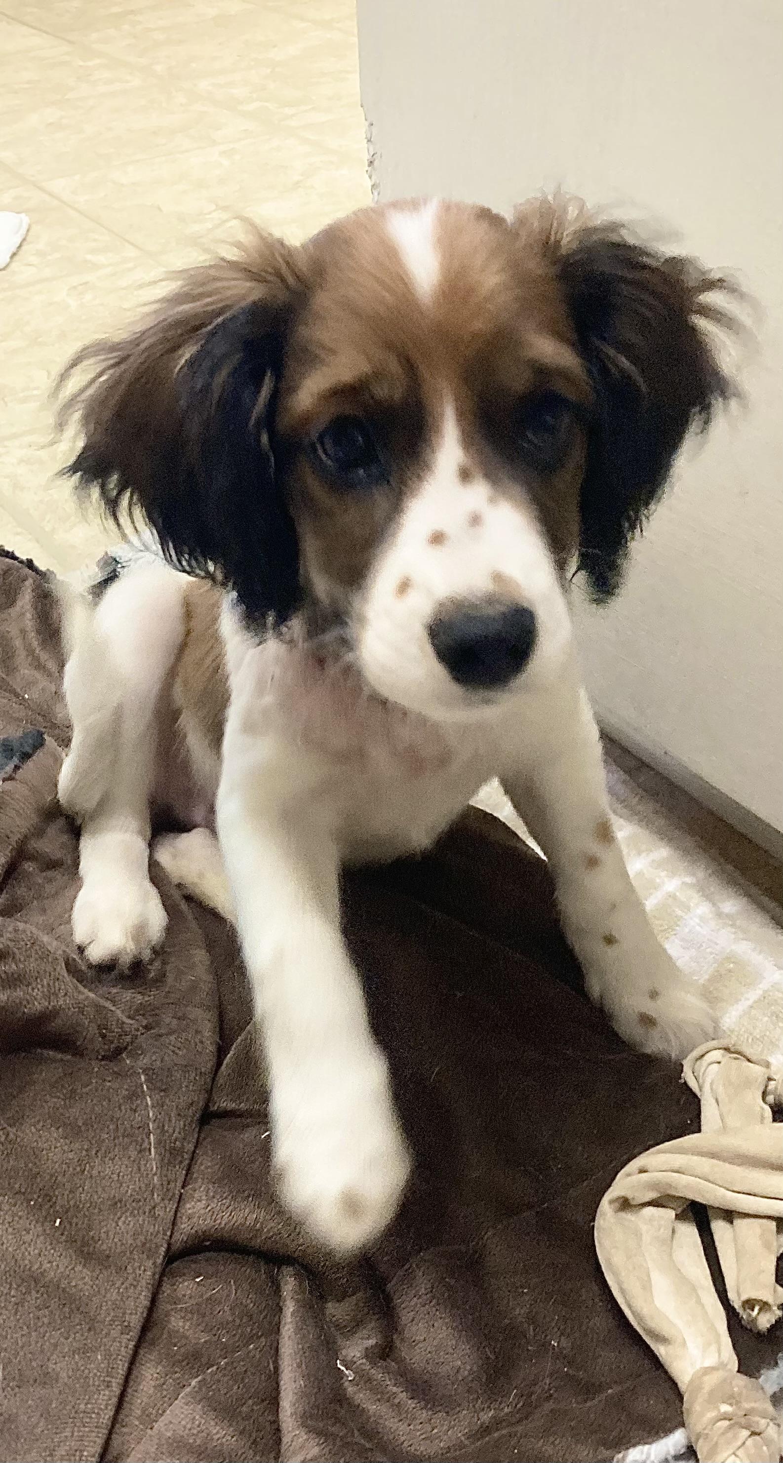 Enlarge FRECKLES, a ADOPTABLE Spaniel in Dumont, NJ image 2/5